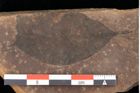 Foto (Detailsansicht) von Quercus palaeoilex Ettingshausen (NHMW-GEO-2024-0188-0795)